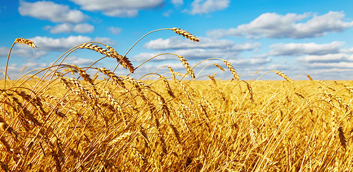 Campo de trigo con semillas