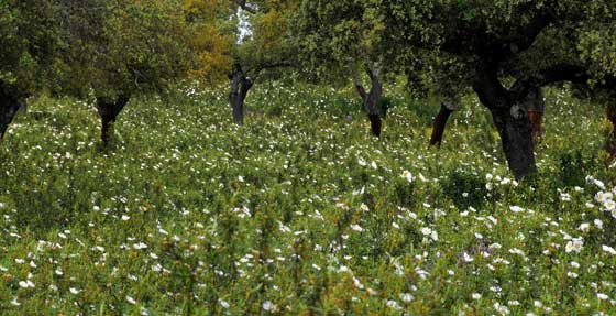 Plantas de Jara