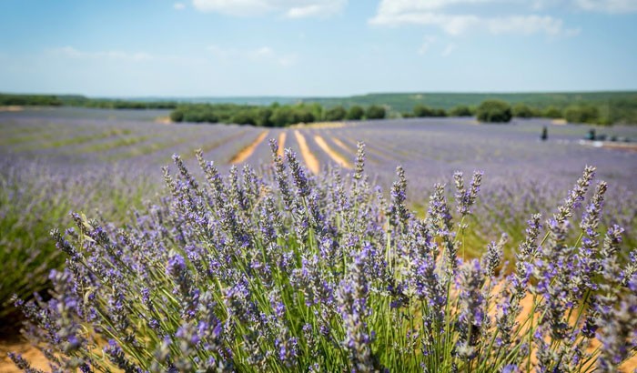 Campos de lavanda de Brihuega