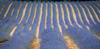 Campos de lavanda de Brihuega