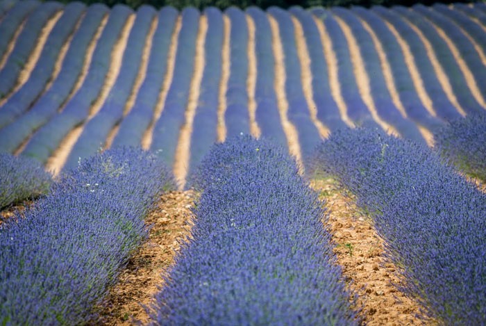 Campos de lavanda de Brihuega