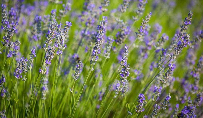 Campos de lavanda de Brihuega