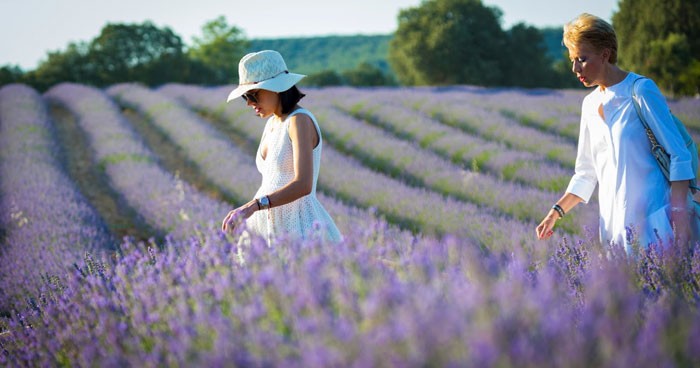 Campos de lavanda de Brihuega