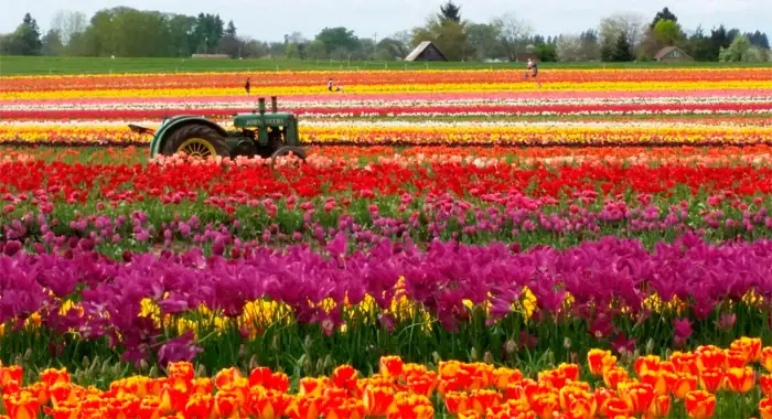 Festival de Tulipanes en Woodburn, Oregon