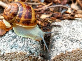 Caracol en el campo