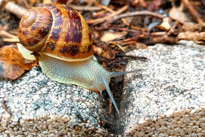 Caracol en el campo