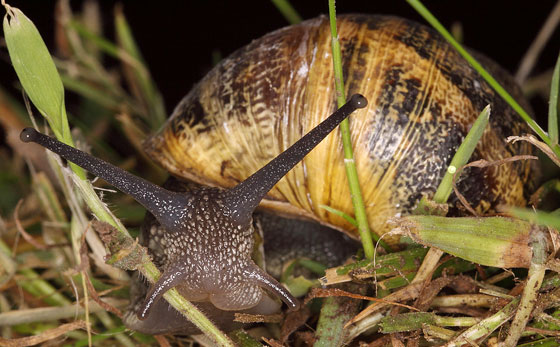 Caracoles en el jardín