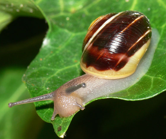 Caracoles en el jardín