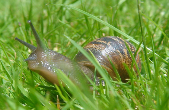 Caracoles en el jardín