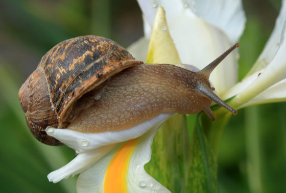 Caracoles en el jardín 