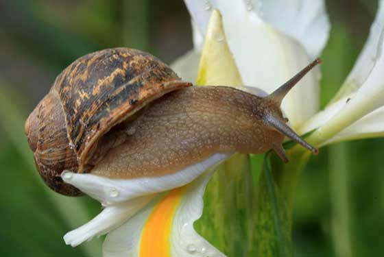 Caracoles en plantas ornamentales