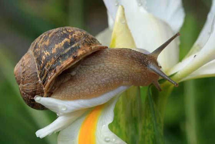 caracoles en plantas ornamentales