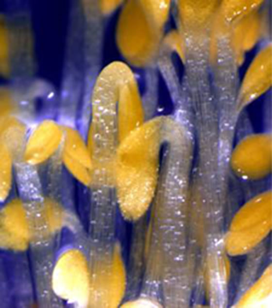 carotenoides
