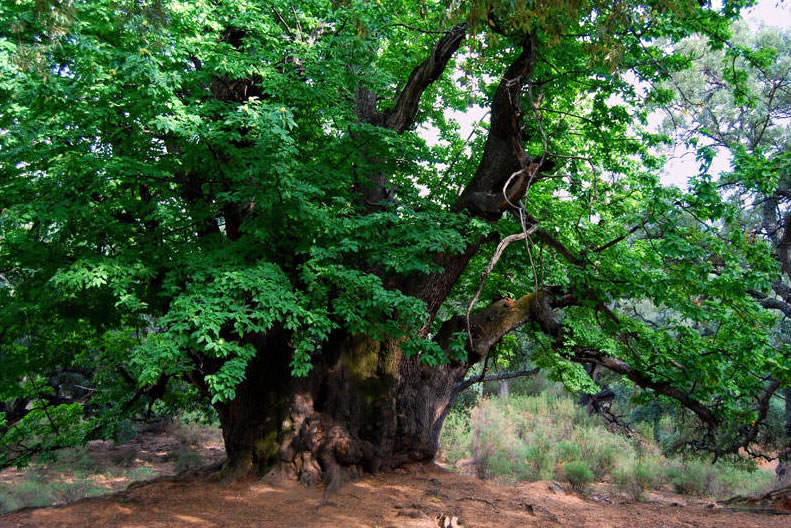 Castaño Santo de Istán