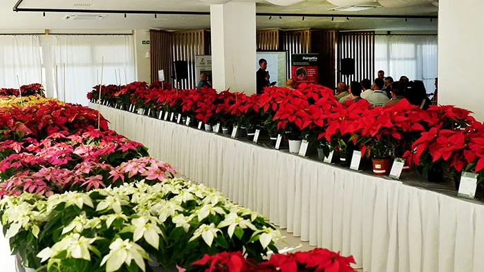 Catálogo Día da PoinsettiaCatálogo Día da Poinsettia Catálogo Día da Poinsettia