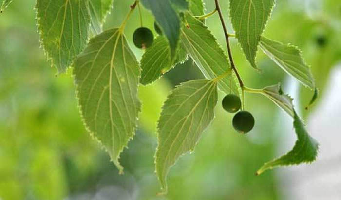 celtis australis