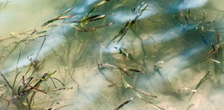 Zostera marina