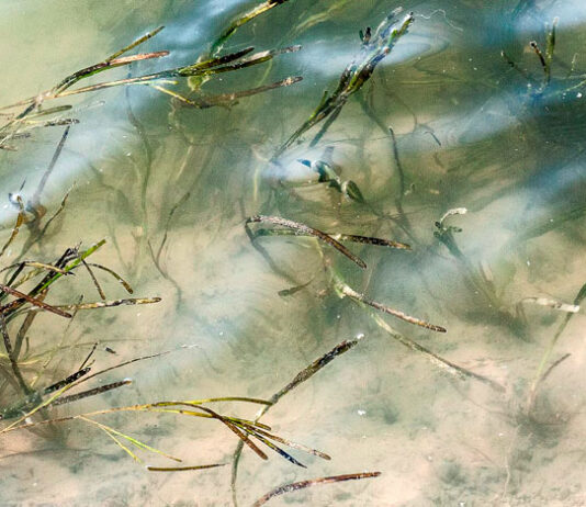 Zostera marina