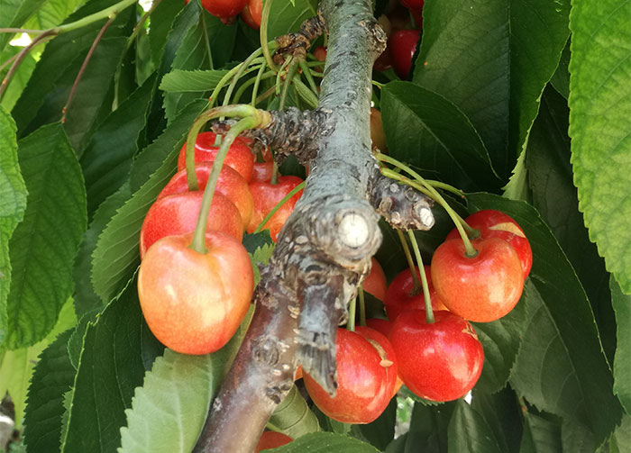 Humato potásico como bioestimulante agrícola