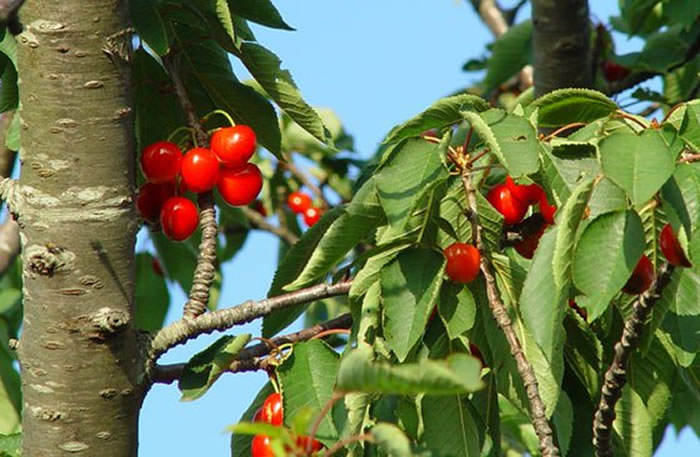 cerezas rojas