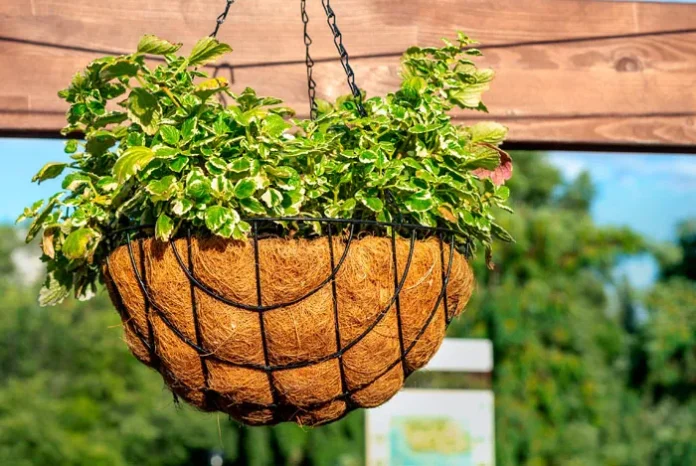 Cesta colgante de fibra de coco para plantas en el jardín