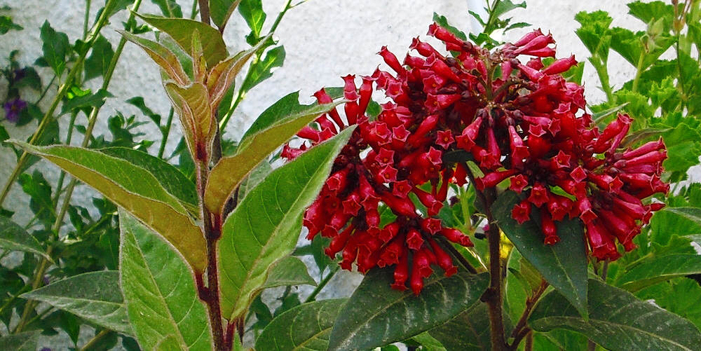 Cestrum elegans o Cestrum purpureum