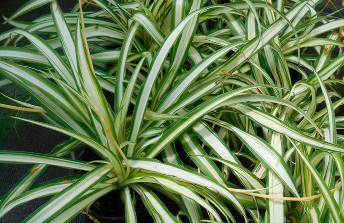 Chlorophytum comosum | Revista de Flores, Plantas, Jardinería, Paisajismo y  Medio ambiente