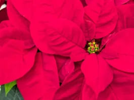 Ciatos rodeados de brácteas en poinsettia