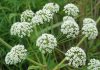 Cicuta virosa