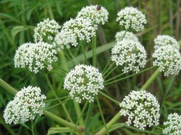 Cicuta virosa