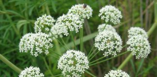 Cicuta virosa