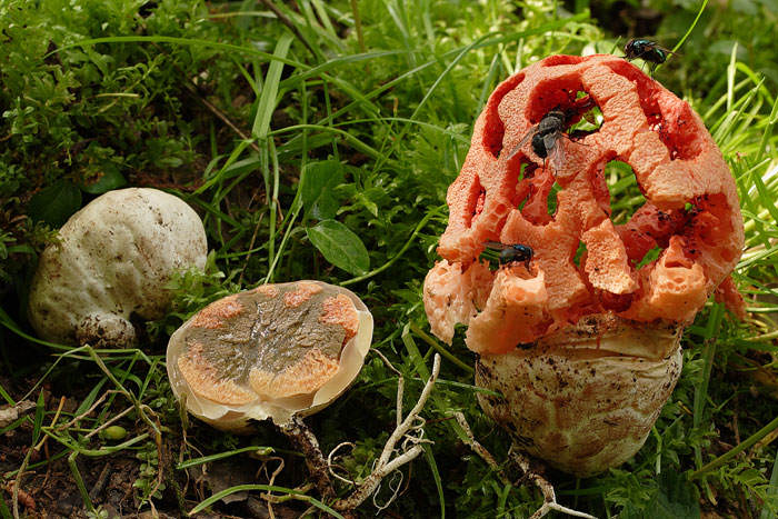 Clathrus ruber