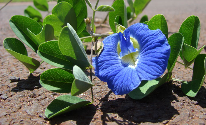 5 semillas de Clitoria ternatea BLUE semillas de flores de la vid exóticos 