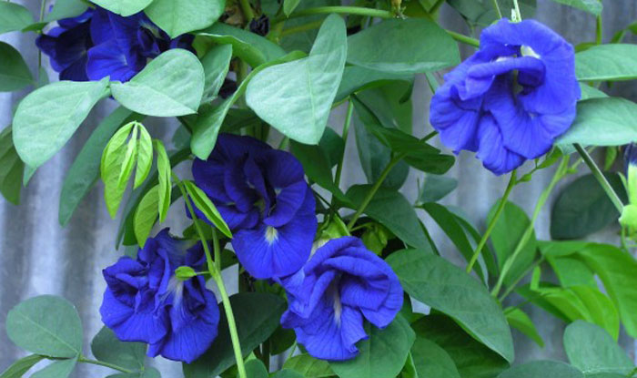 Clitoria ternatea