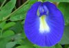 Clitoria ternatea