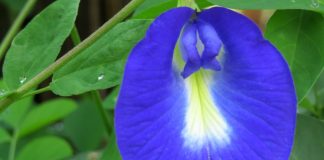 Clitoria ternatea