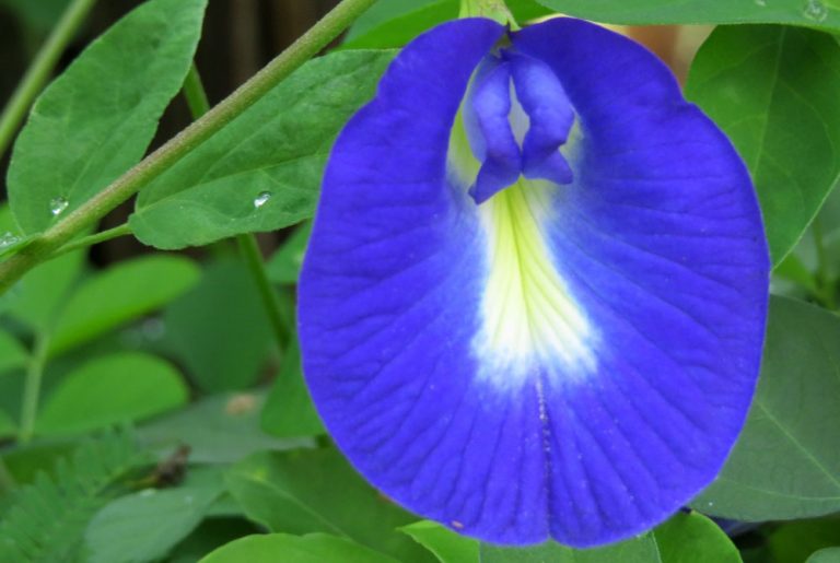 Clitoria ternatea