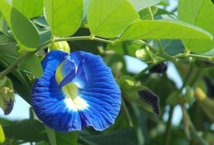 Clitoria ternatea