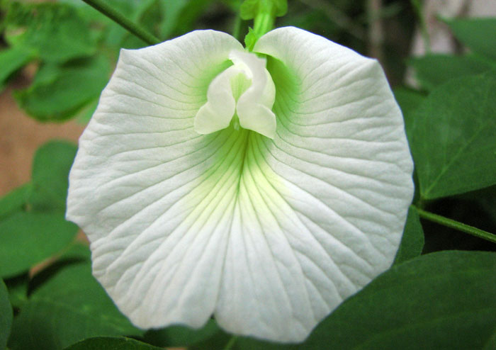 Clitoria ternatea