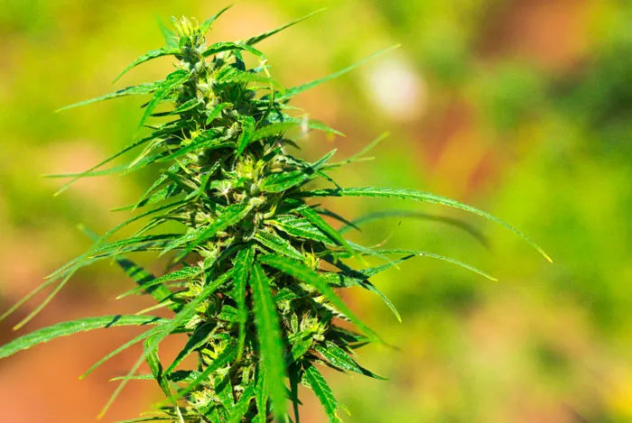 Cogollo de marihuana cultivada