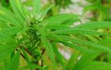 cogollo de marihuana
