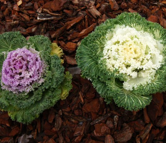 Coles ornamentales