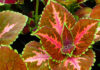 Coleus