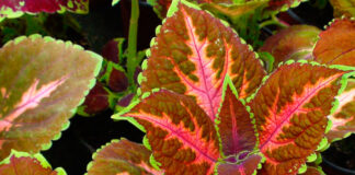 Coleus