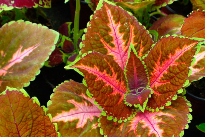 Coleus