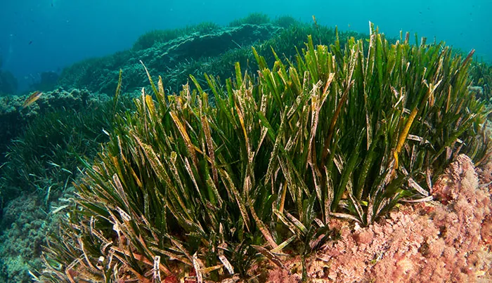 Posidonia oceanica en el mar Mediterráneo Posidonia oceanica en el mar Mediterráneo