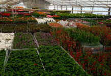 Venta de plantas ornamentales
