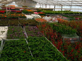 Venta de plantas ornamentales