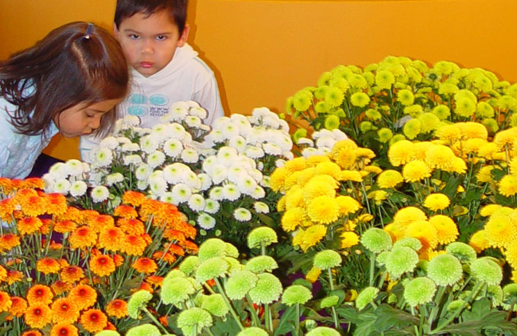 Comercio de flores y plantas