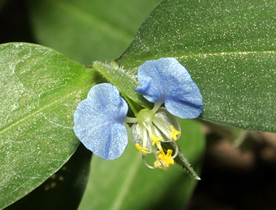 Commelina erecta
